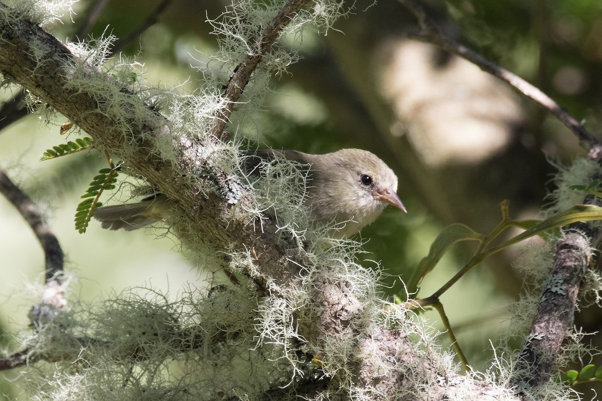 Hawaii Creeper - ML39925601