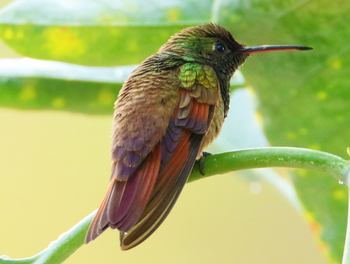 Berylline Hummingbird - ML399256171