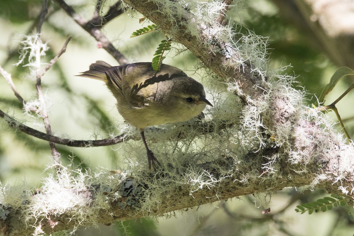 Hawaii Creeper - ML39925621