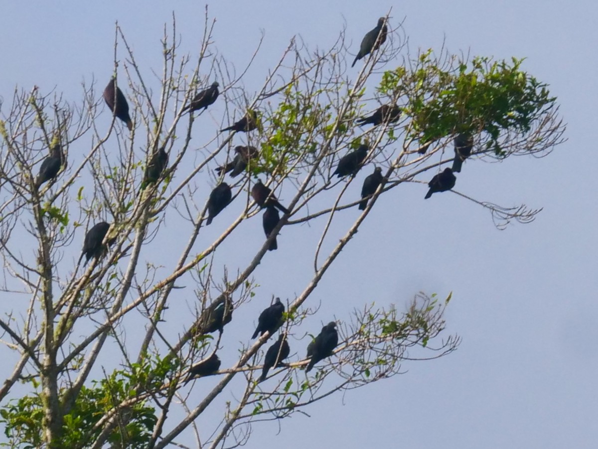 Christmas Island Imperial-Pigeon - ML399256441