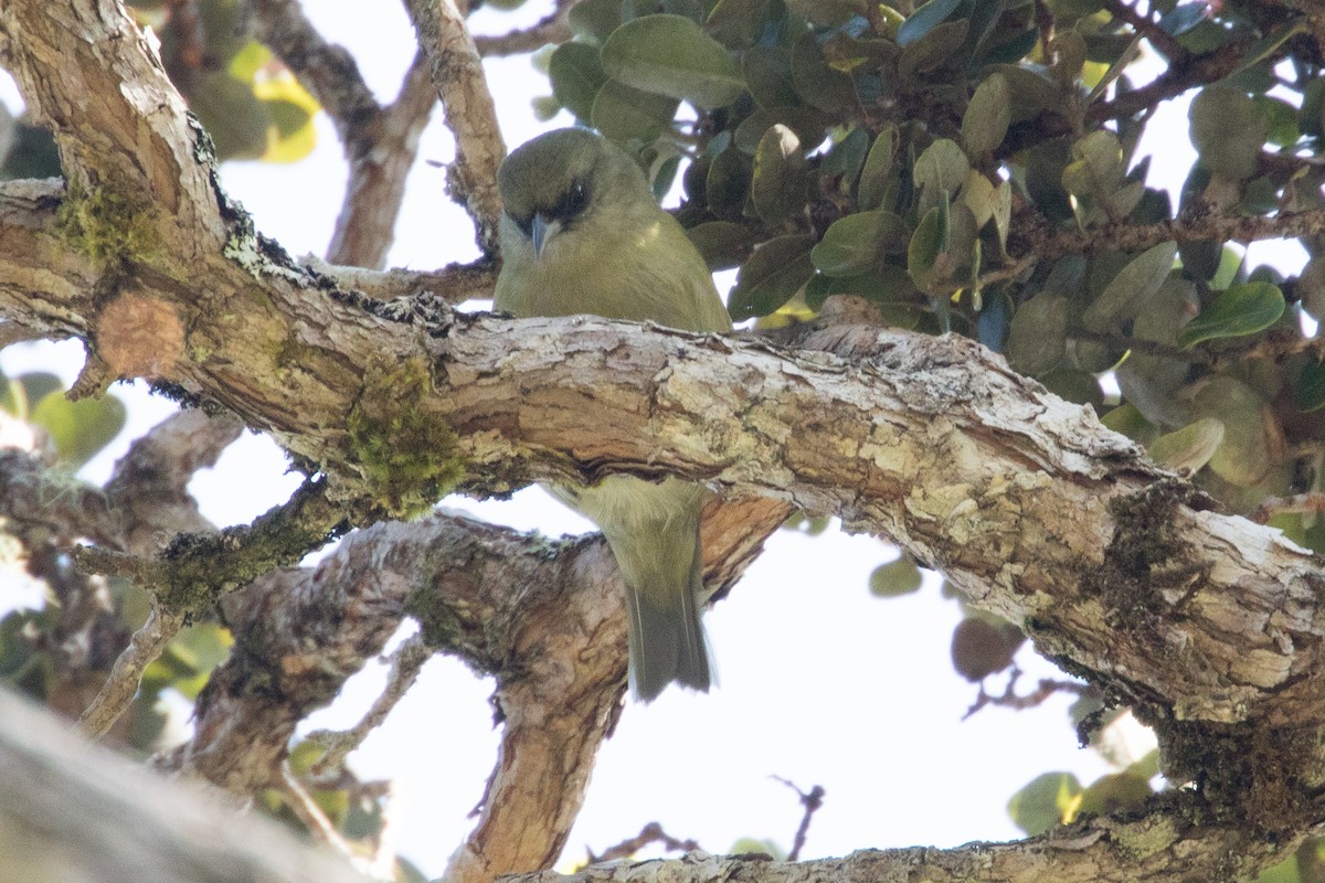 Hawaii Creeper - ML39925651