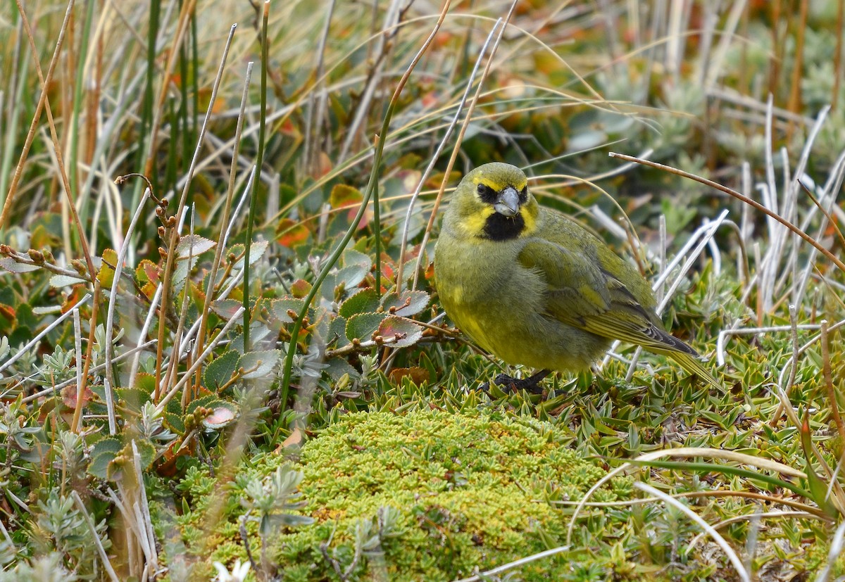 Yellow-bridled Finch (Yellow-tailed) - Pablo Gutiérrez Maier