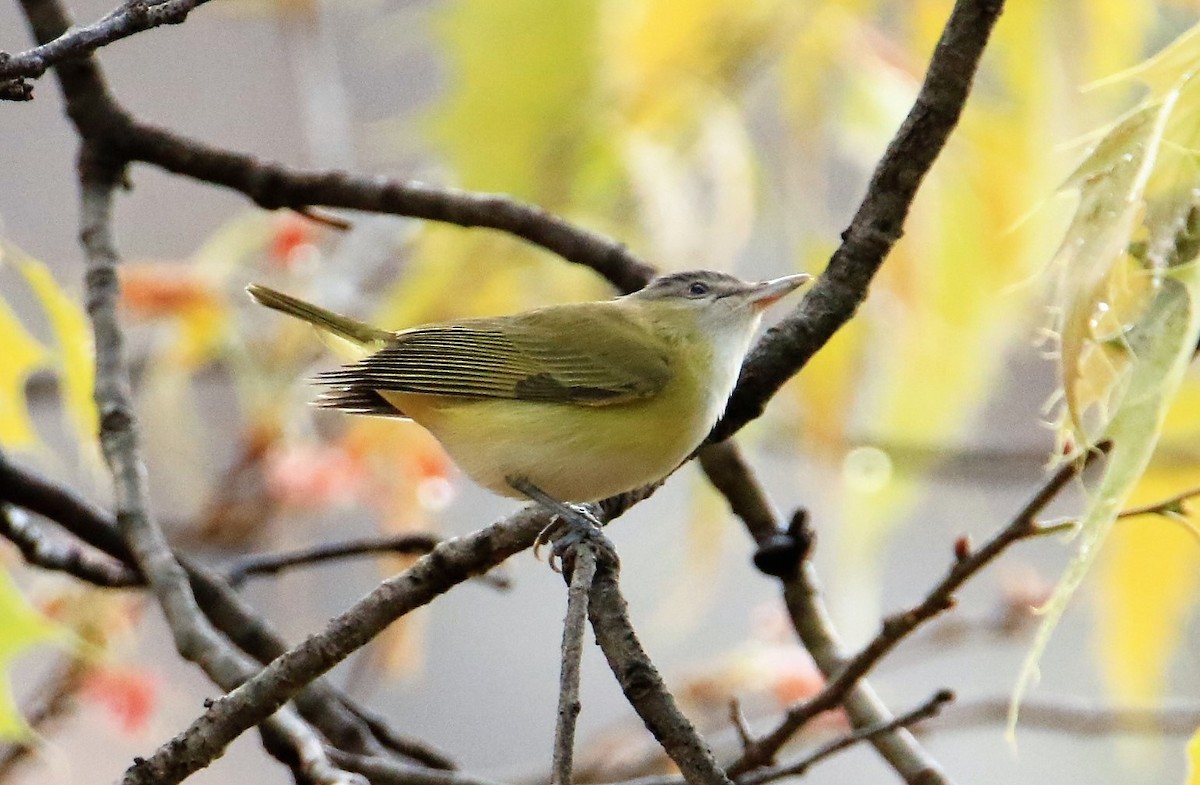 gulsidevireo - ML399256741