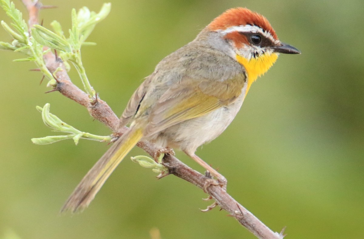 Rufous-capped Warbler - ML399256961