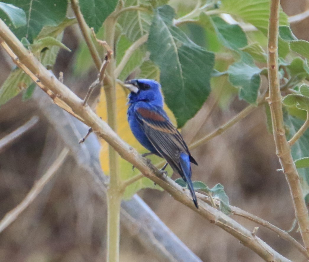 Blue Grosbeak - ML399257271