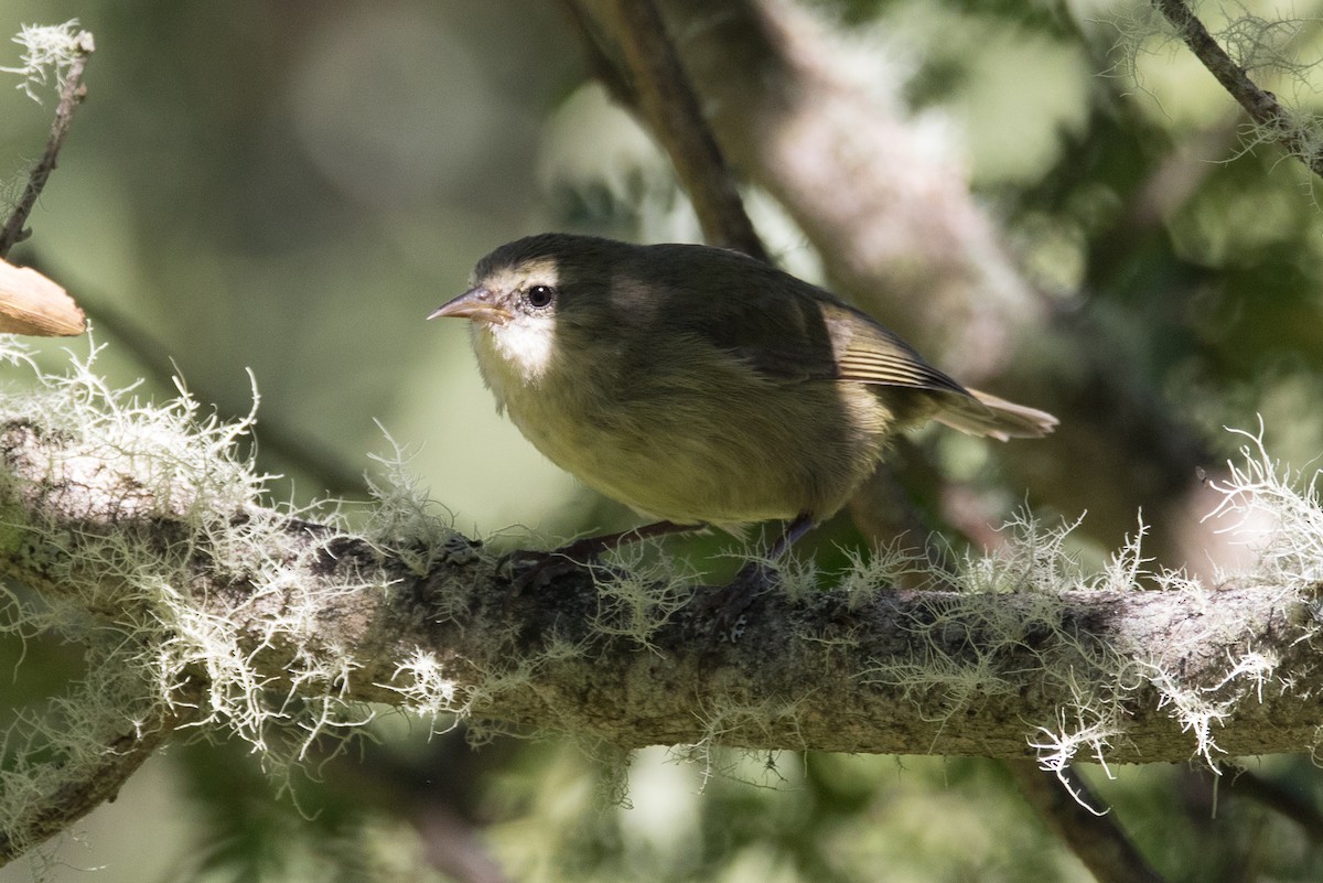 Hawaii Creeper - ML39925731