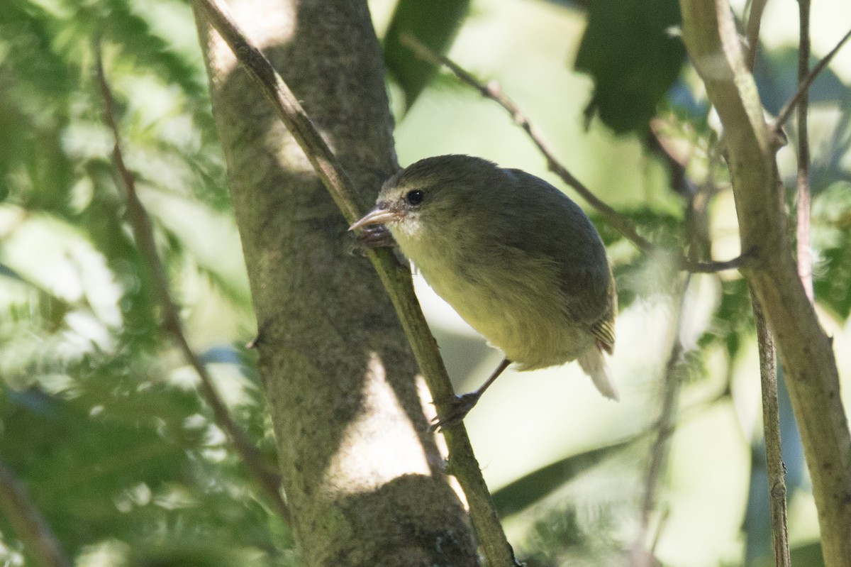 Hawaii Creeper - ML39925741