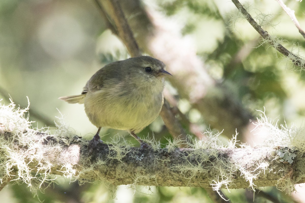 Mana-Akepakleidervogel - ML39925761