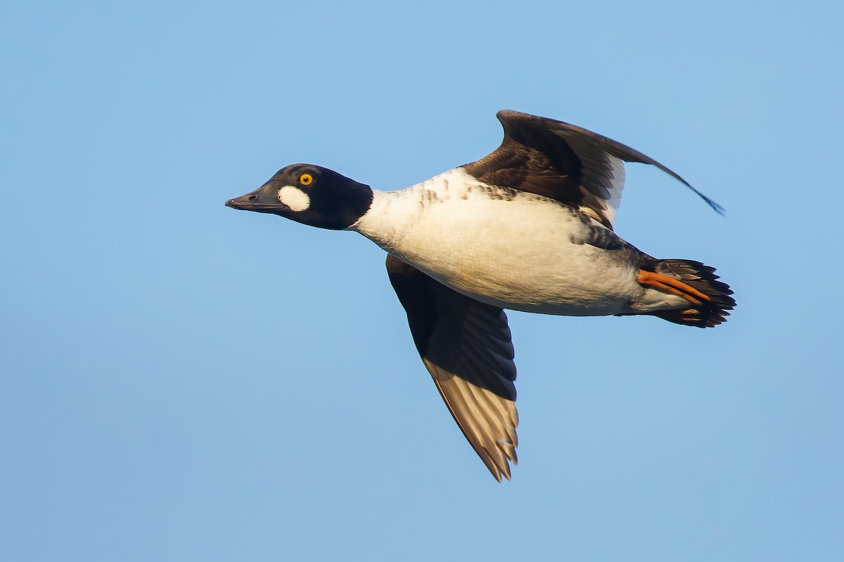 Common Goldeneye - ML399258331