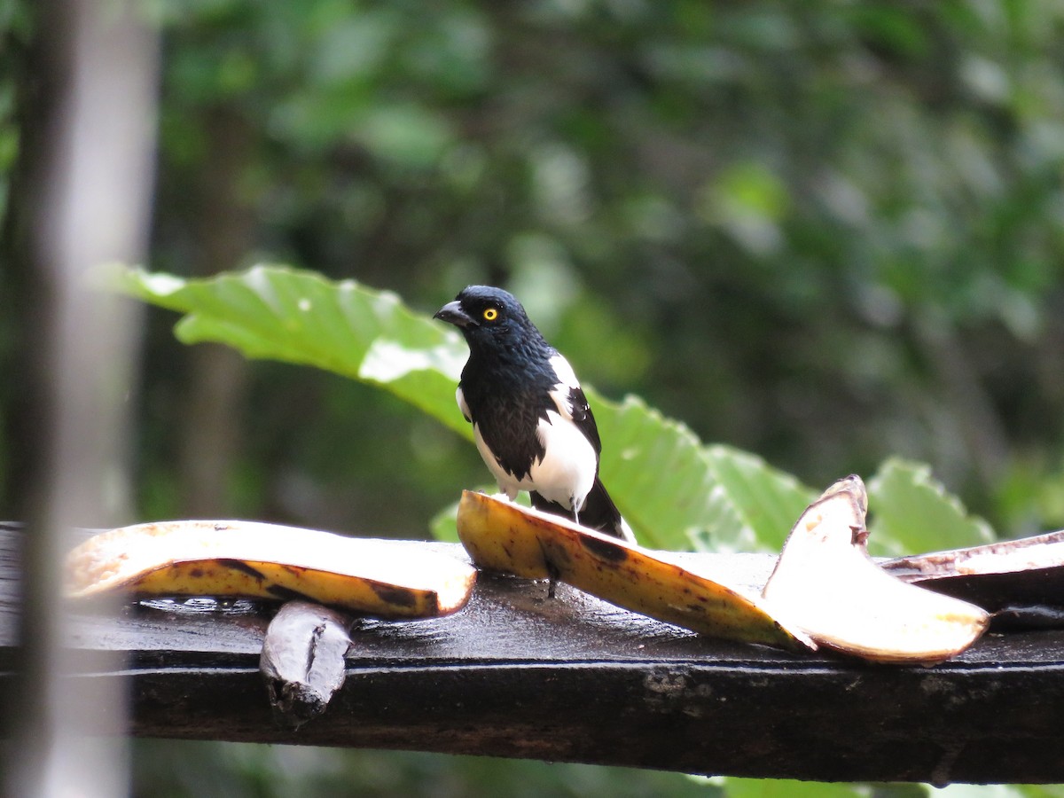 Magpie Tanager - ML399258761