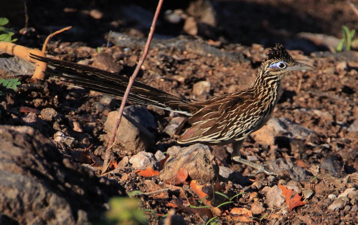 Lesser Roadrunner - ML399260201