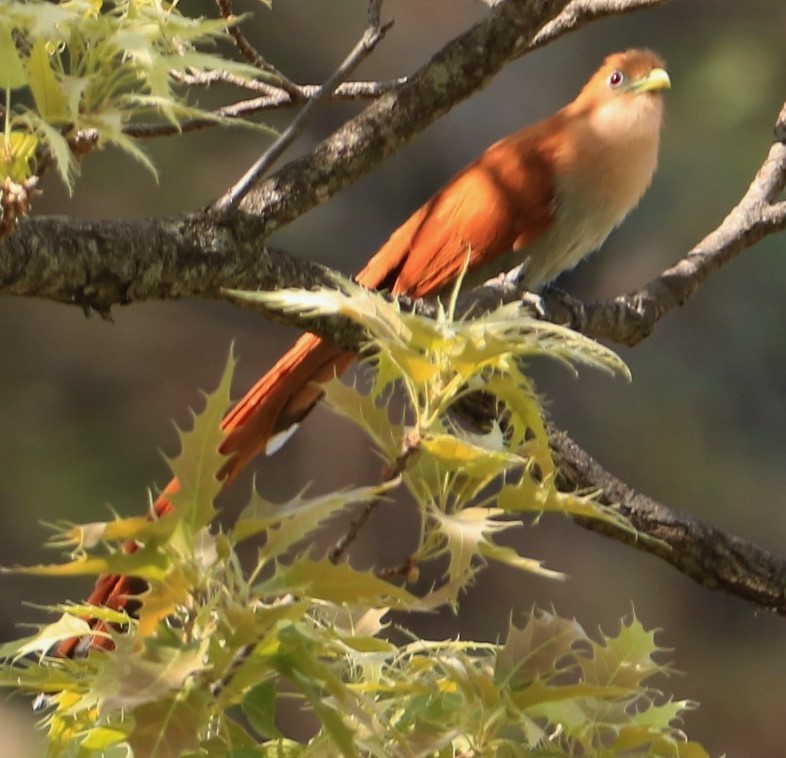 Squirrel Cuckoo - FELIPE SAN MARTIN