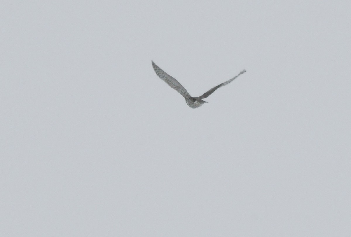 American Goshawk - Amin Zargar