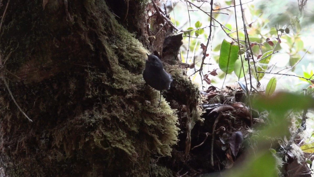 Trilling Tapaculo - ML399261621