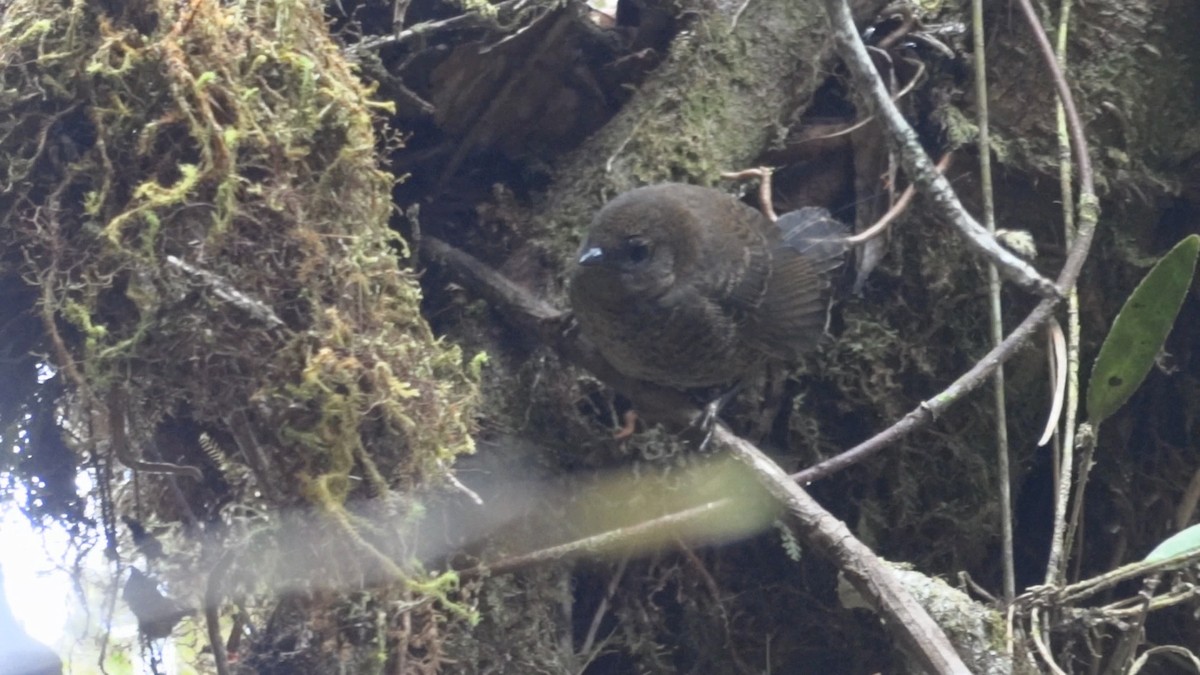 Trilling Tapaculo - ML399261651