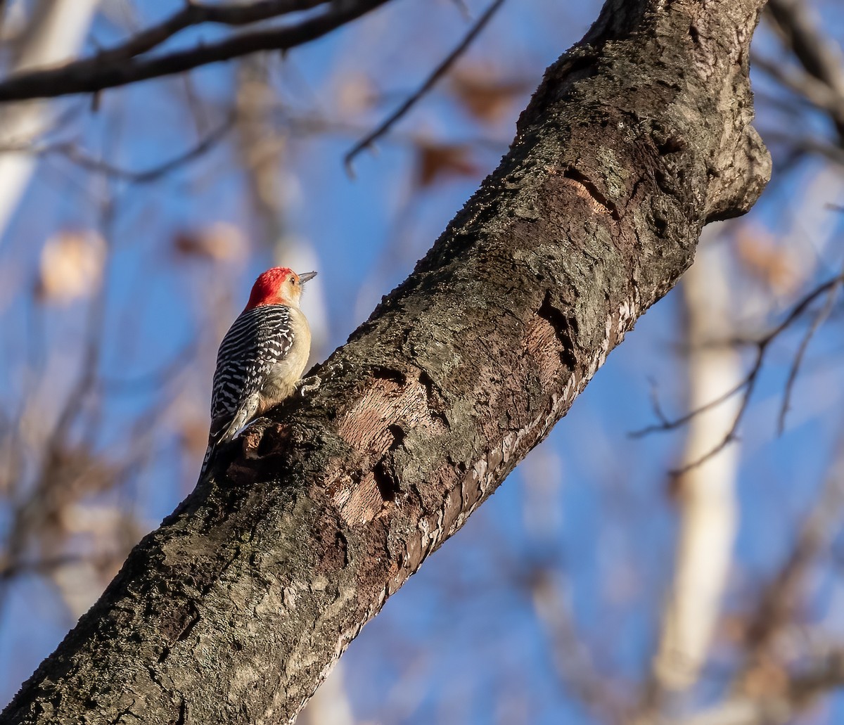 Red-bellied Woodpecker - ML399262101