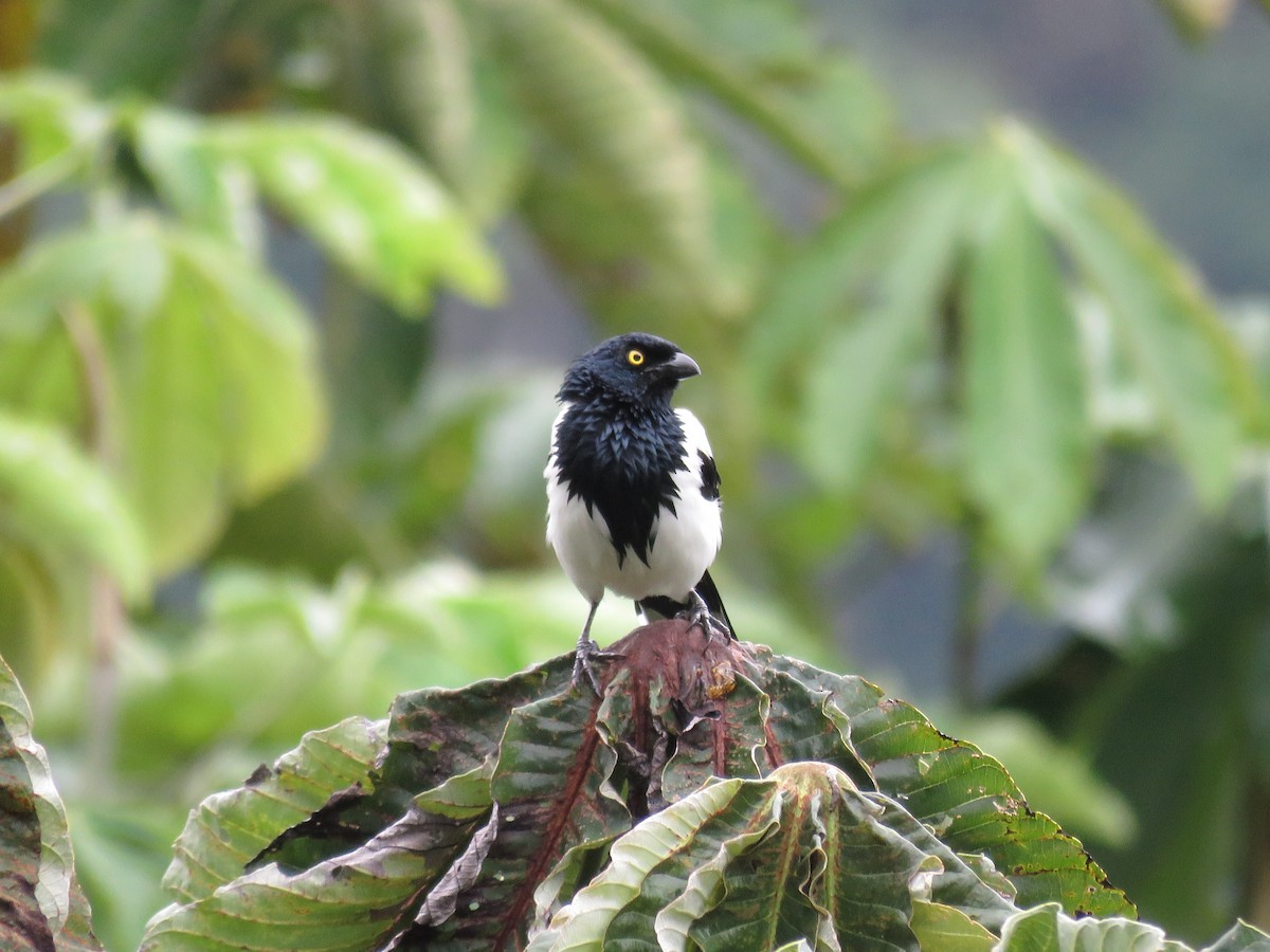 Magpie Tanager - ML399262421
