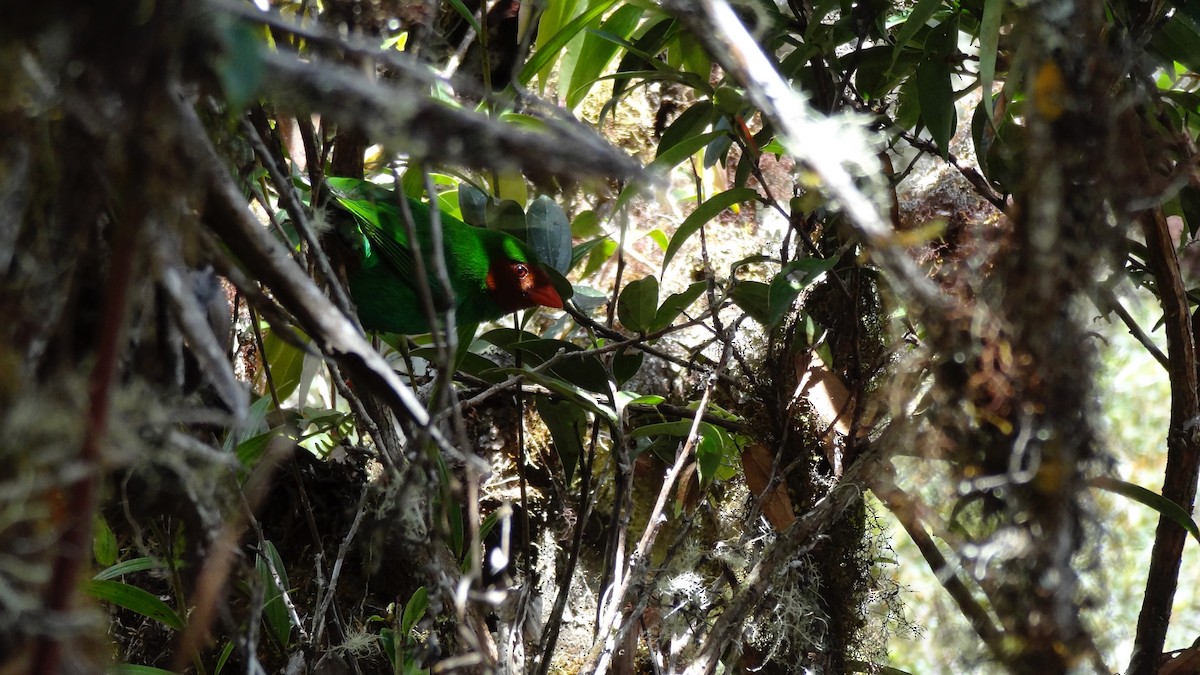 Grass-green Tanager - Tim Forrester