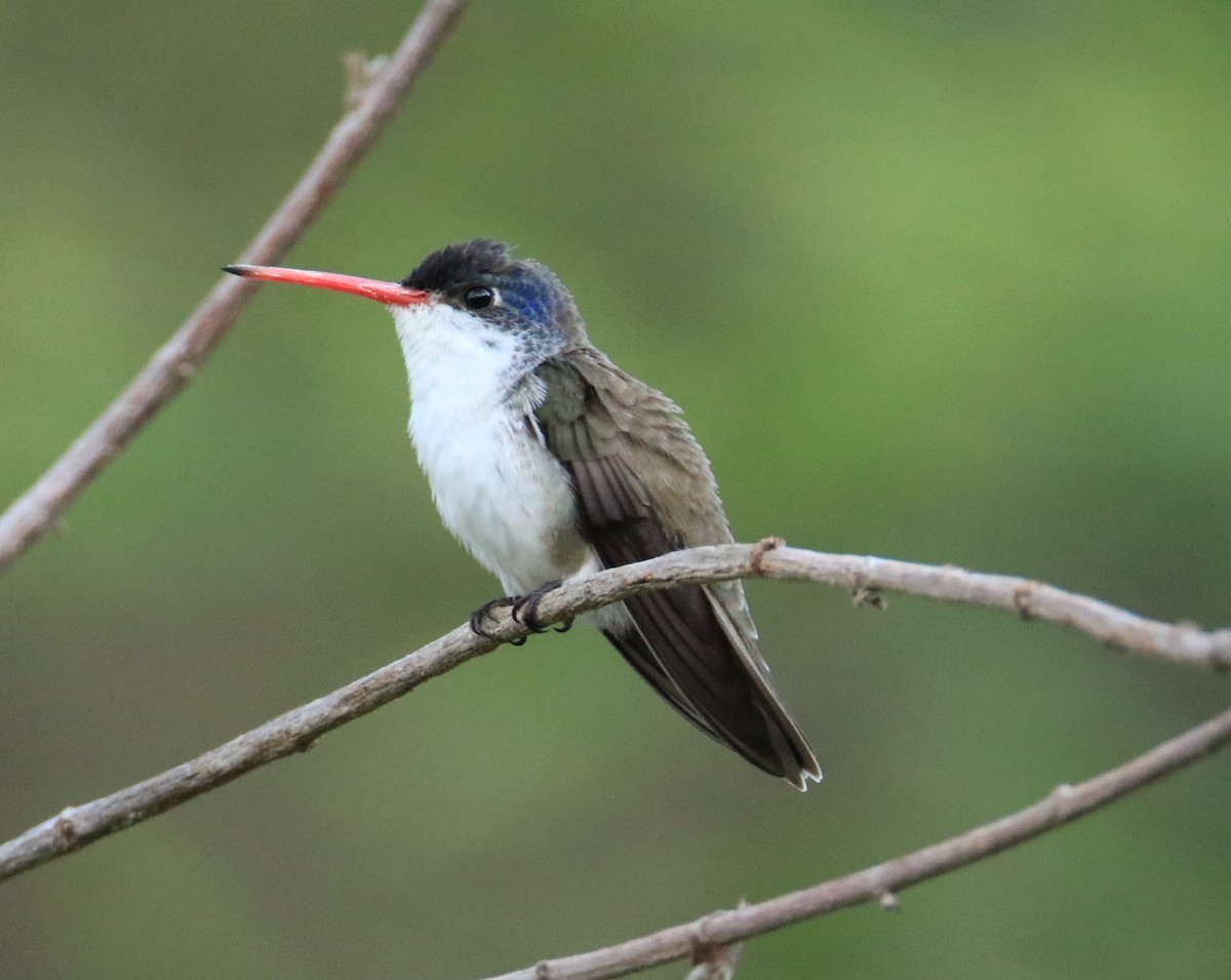 Violet-crowned Hummingbird - ML399263891