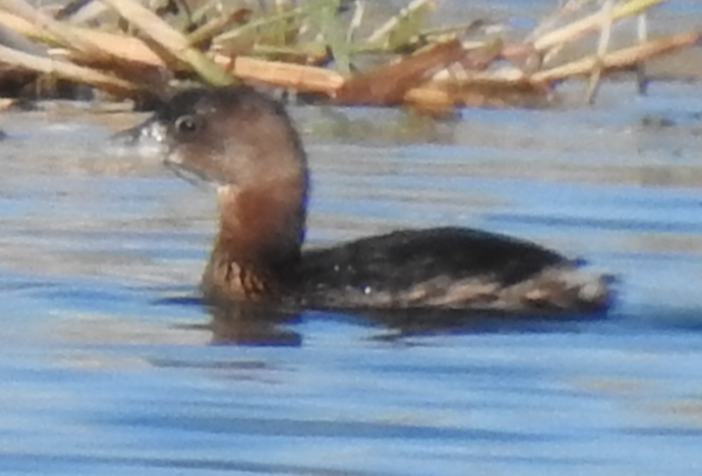 Pied-billed Grebe - ML399264231