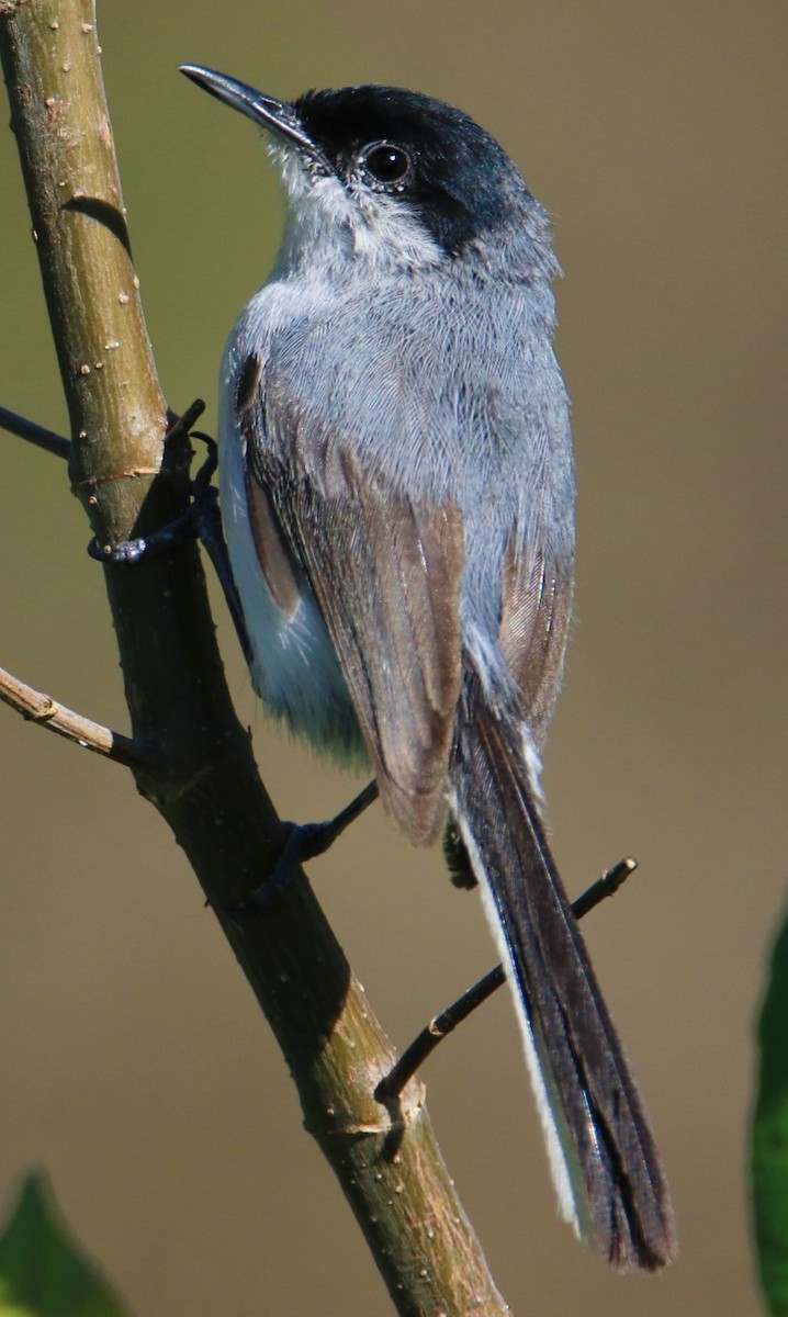 Black-capped Gnatcatcher - ML399264461