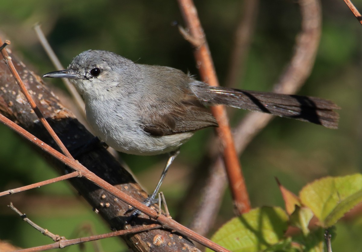 Black-capped Gnatcatcher - ML399264561