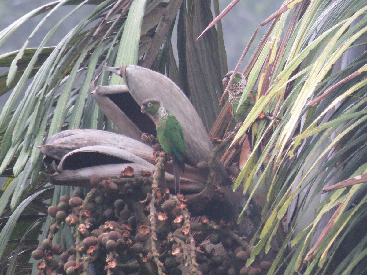 Maroon-tailed Parakeet - ML399265351