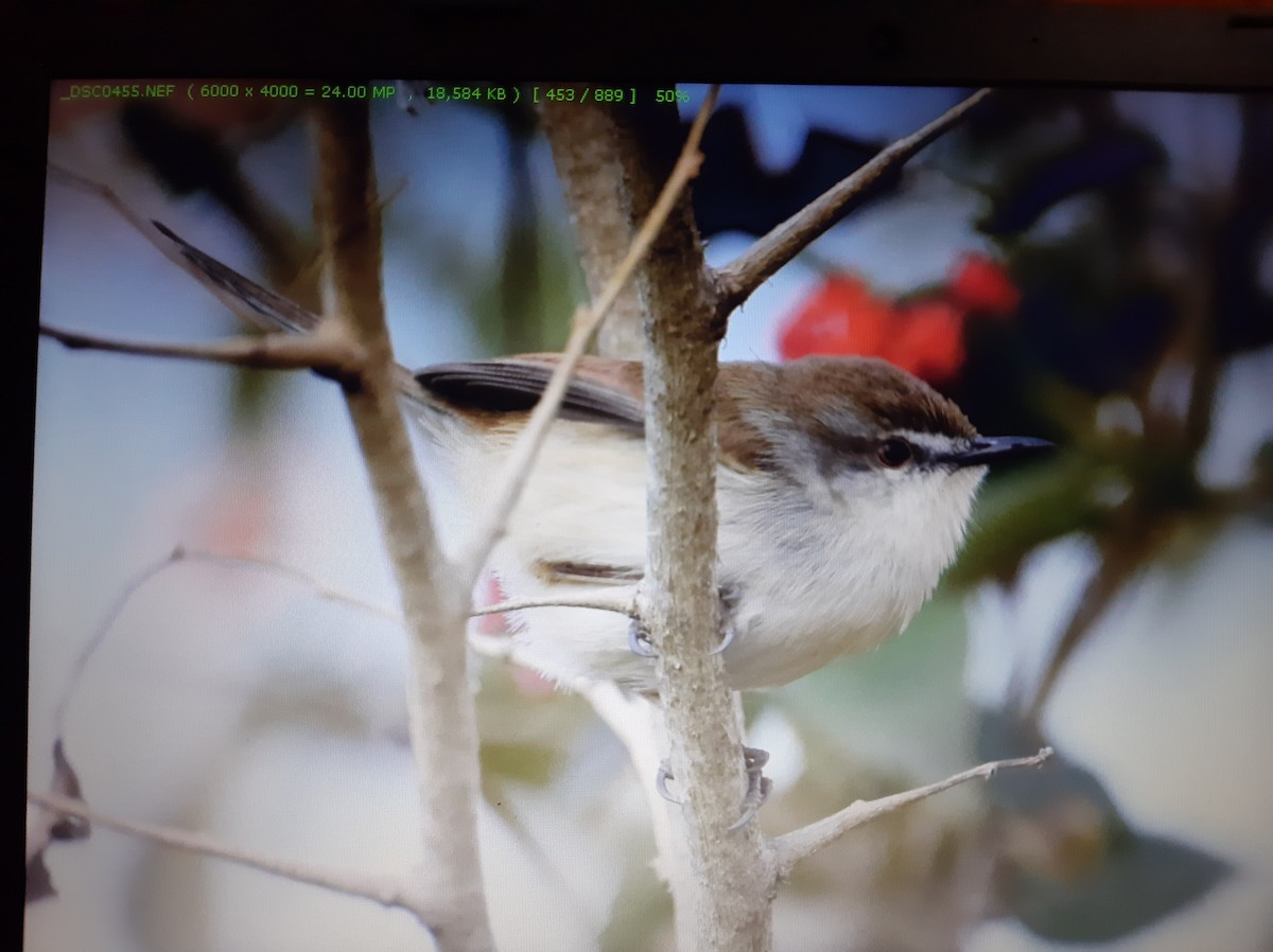 Gray-breasted Prinia - ML399266391