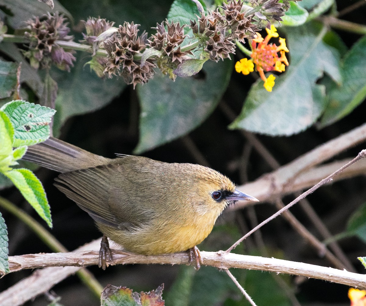 Black-chinned Babbler - ML399266541