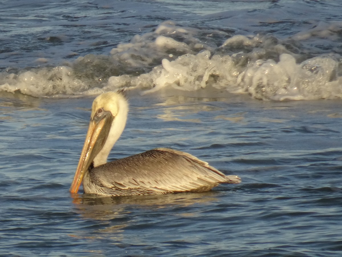 Brown Pelican - Thomas Ouchterlony