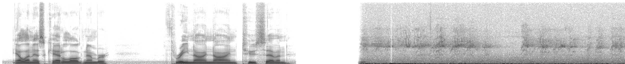 Spot-winged Parrotlet - ML39927