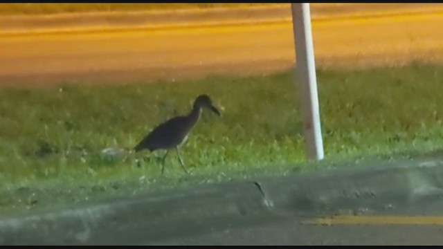 Yellow-crowned Night Heron - ML399270631