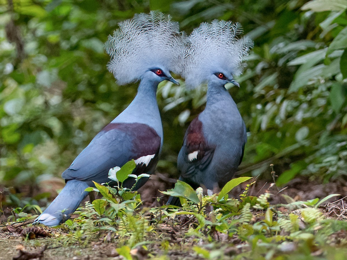 カンムリバトの剥製 カンムリバト - eBird