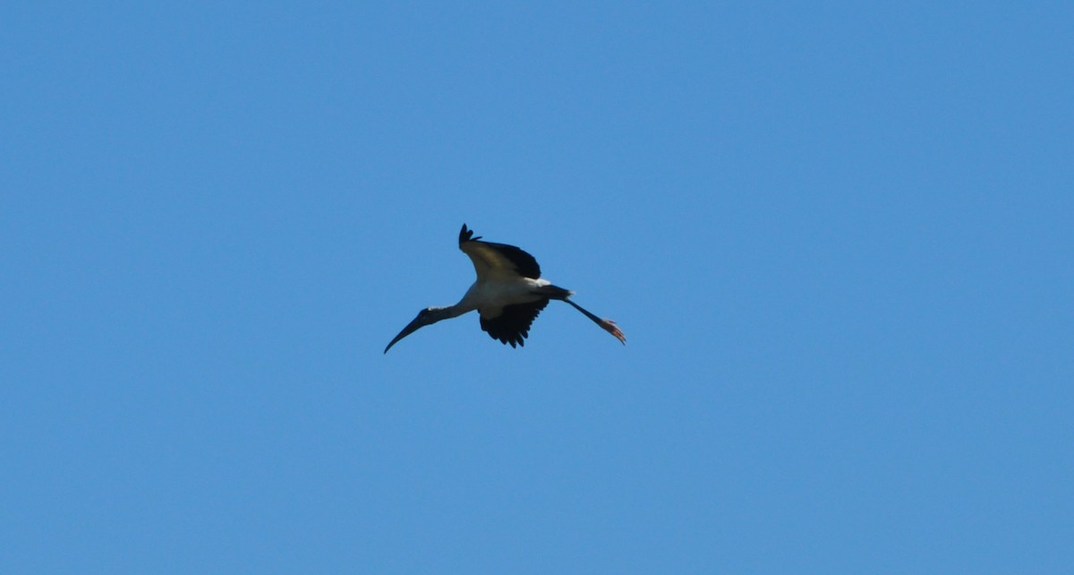 Wood Stork - ML399273311