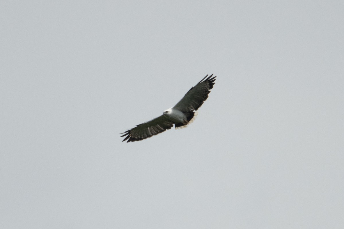 White Hawk - ML399275431