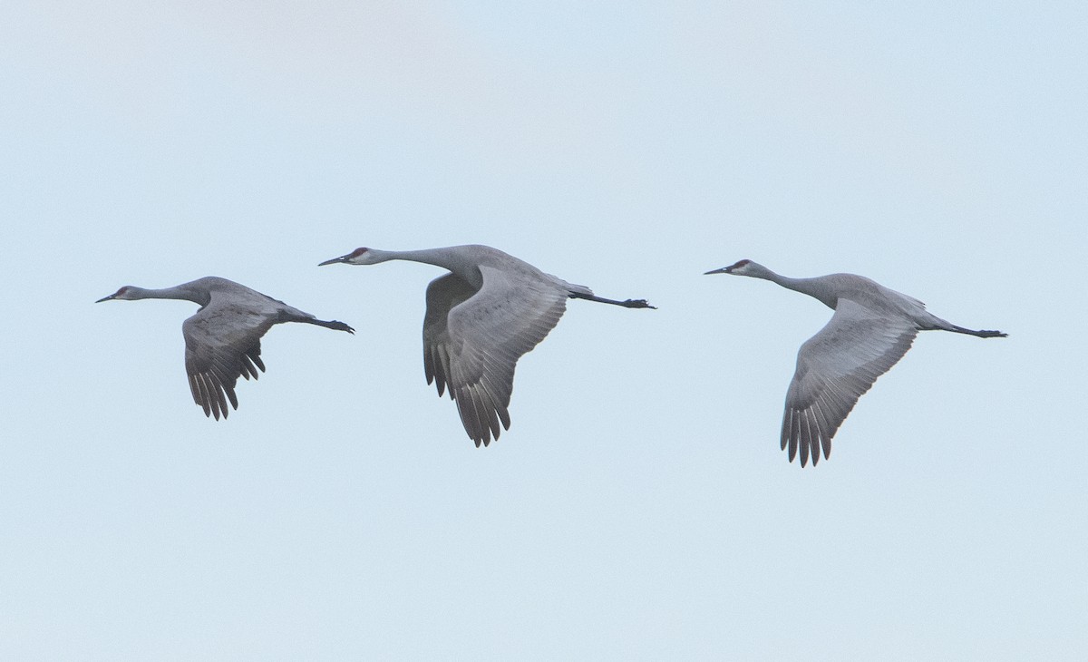 Sandhill Crane (canadensis) - Liam Huber