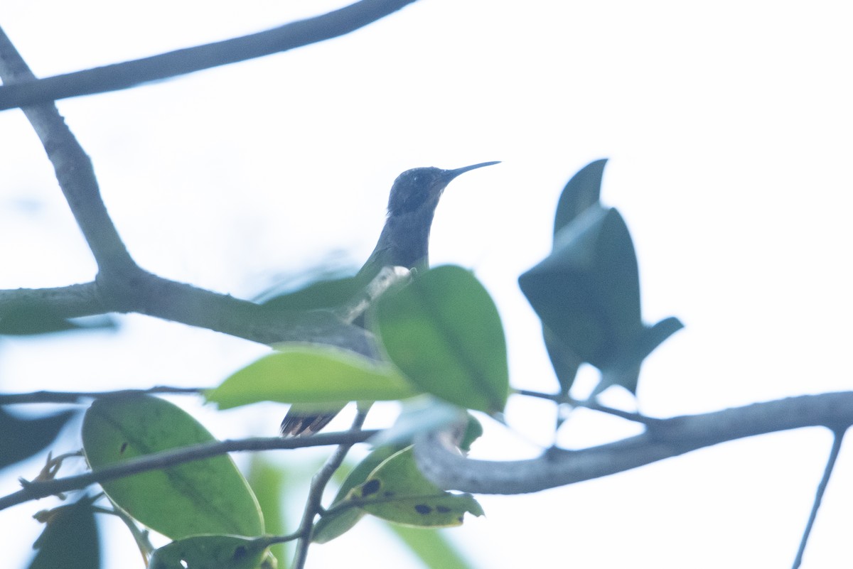 Brown Violetear - John C. Mittermeier