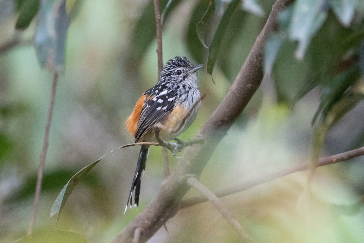 Striated Antbird - John C. Mittermeier