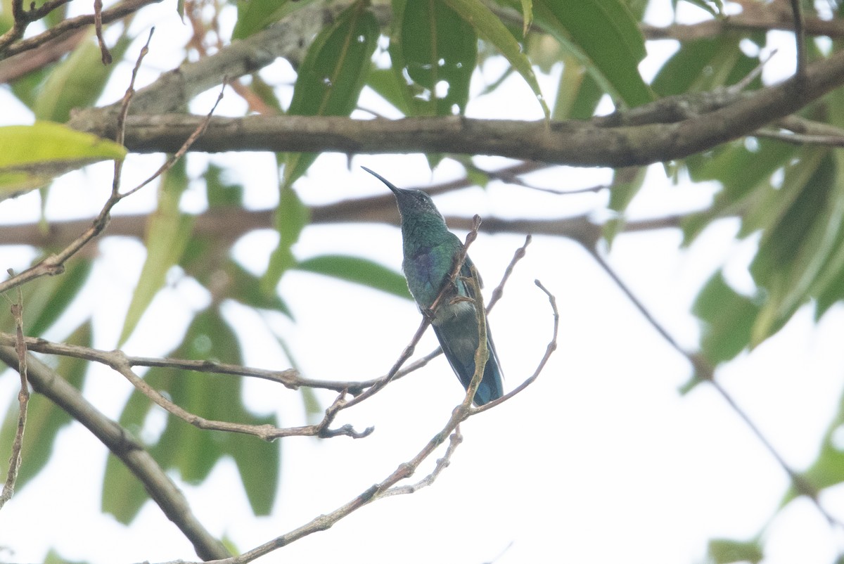 Colibrí Oreja Violeta Menor - ML399277611