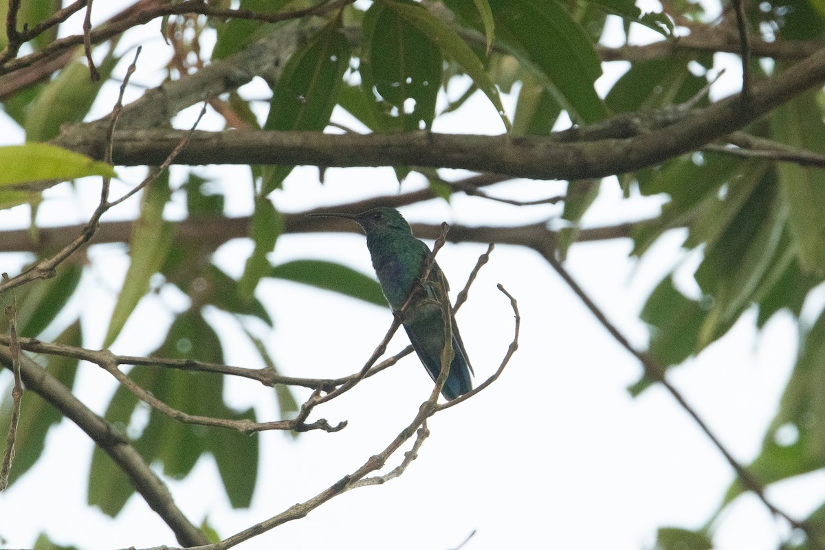 Colibrí Oreja Violeta Menor - ML399277621