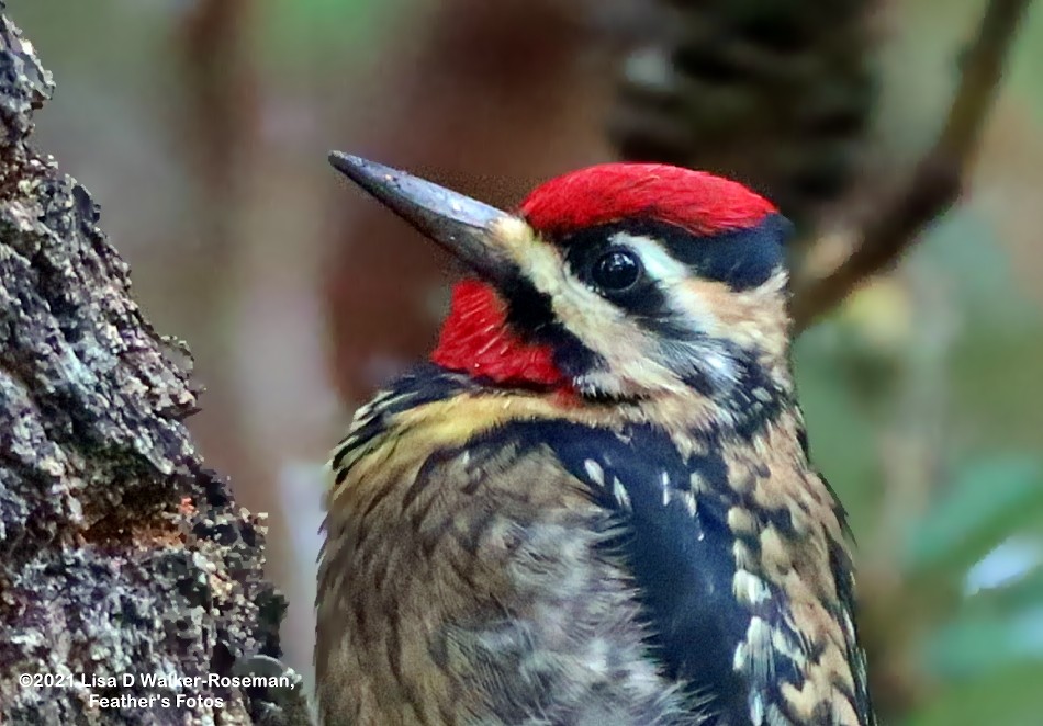 Yellow-bellied Sapsucker - ML399278731