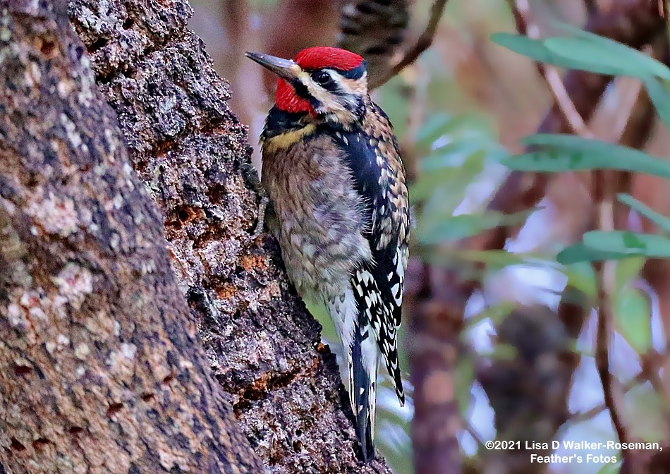 Yellow-bellied Sapsucker - ML399278741