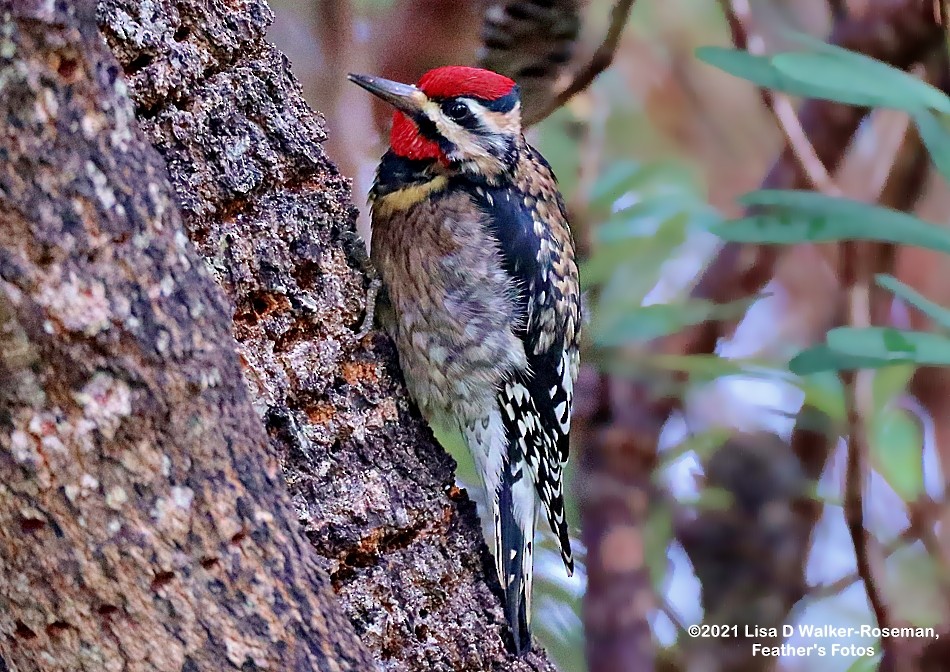 Yellow-bellied Sapsucker - ML399278741