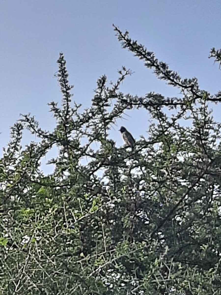 Red-vented Bulbul - ML399279461