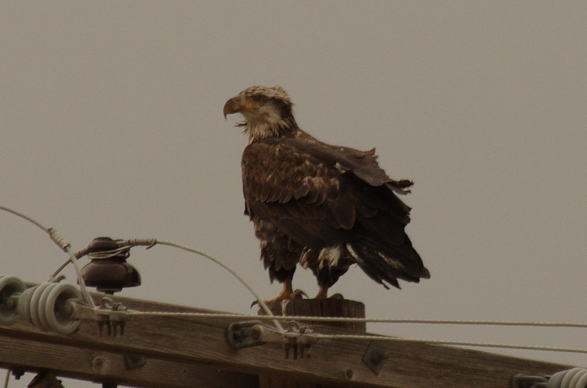 Bald Eagle - robert beauchamp