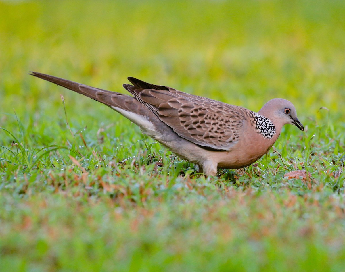 Spotted Dove - ML399280461