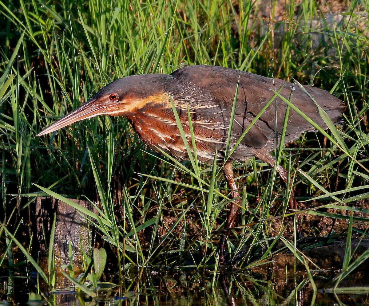 Black Bittern - Neoh Hor Kee