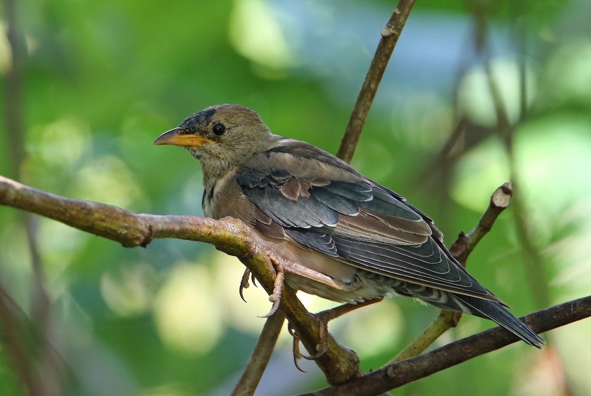 Rosy Starling - ML399285731