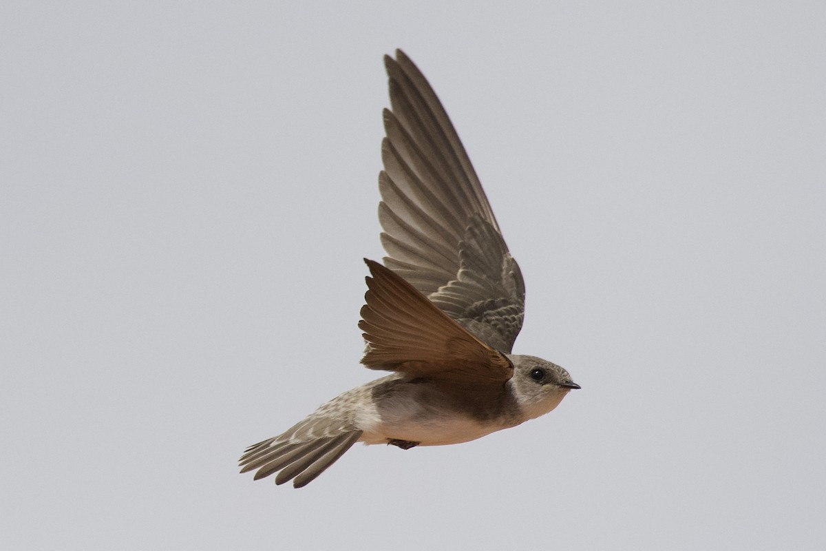 Pale Martin - ML399285791