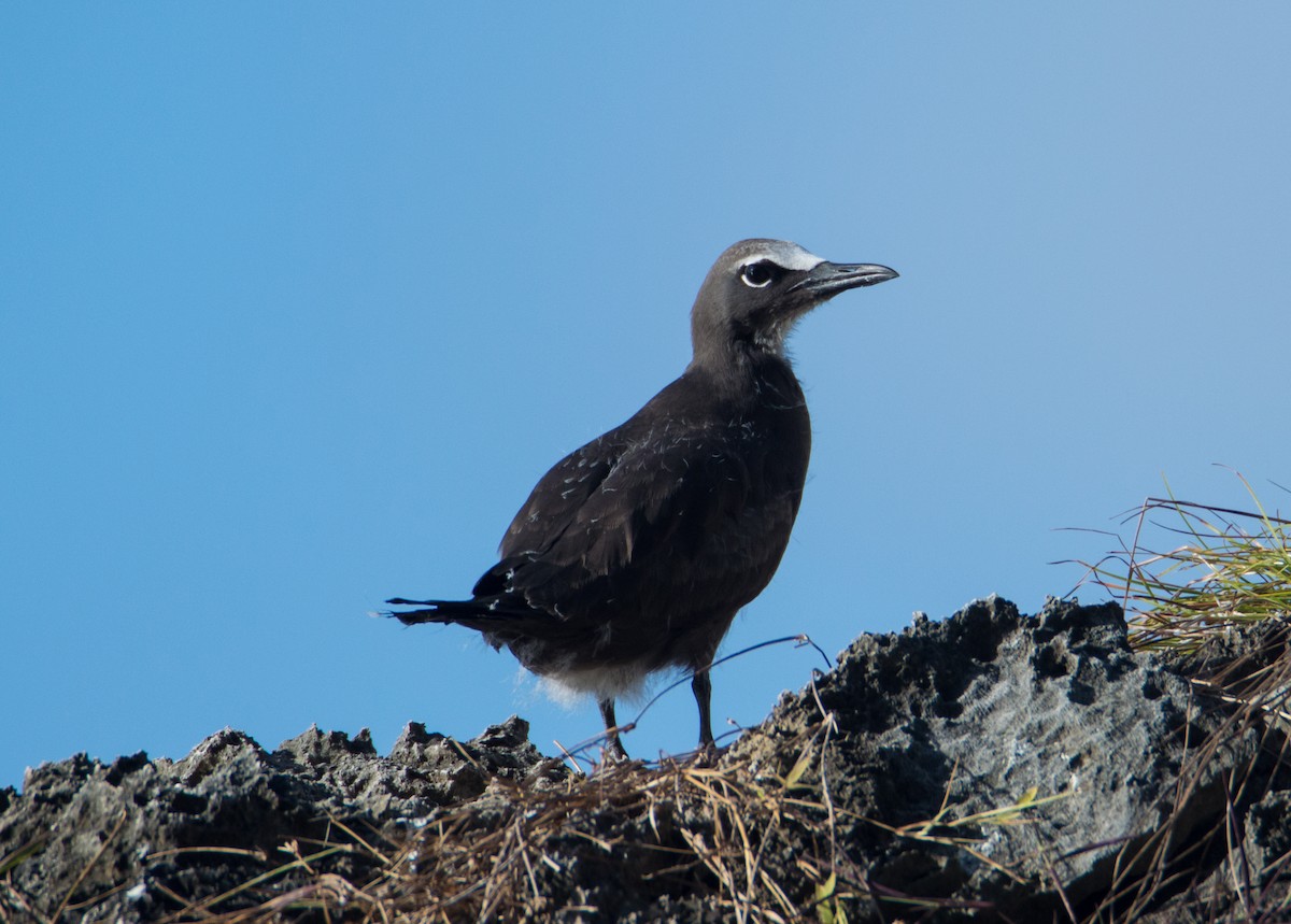 Brown Noddy - ML399286101